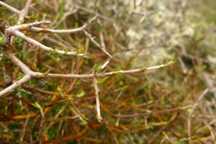 Pittosporum anomalum