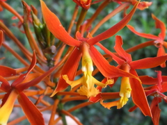 Epidendrum splendens