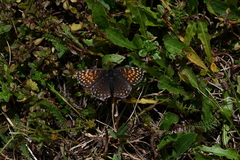 Melitaea diamina