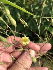 Lactuca serriola
