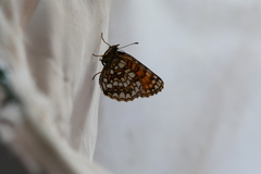 Melitaea diamina