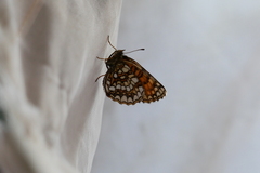 Melitaea diamina