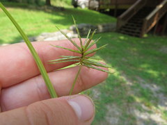 Cyperus refractus