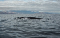 Balaenoptera physalus