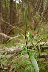 Veronica stenophylla