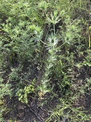 Eryngium hookeri