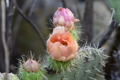 Opuntia leucotricha