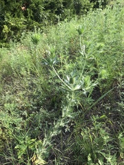 Eryngium hookeri