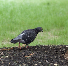 Columba livia domestica