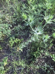 Eryngium hookeri