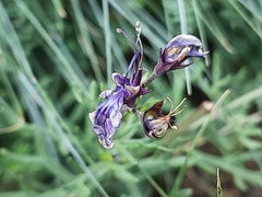 Teucrium orientale