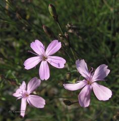 Dianthus langeanus