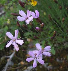 Dianthus langeanus