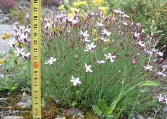 Dianthus langeanus