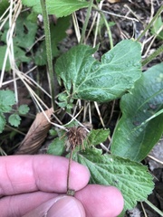 Geum canadense