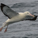 Albatrosses - Photo (c) Peter Shearer, some rights reserved (CC BY-NC), uploaded by Peter Shearer