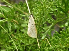 Setina irrorella