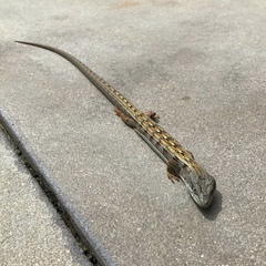 Elgaria multicarinata