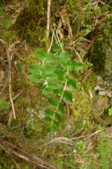 Gingidia montana