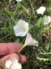Convolvulus arvensis