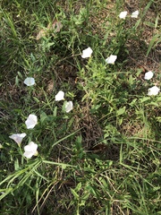 Convolvulus arvensis
