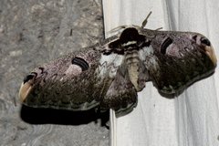Saturnia zuleika