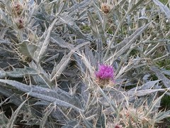 Cirsium argillosum