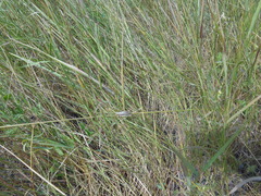 Chorthippus dichrous