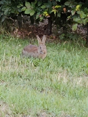 Oryctolagus cuniculus