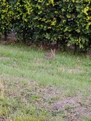 Oryctolagus cuniculus