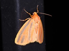 Hypoprepia miniata