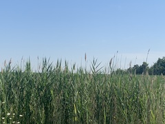 Phragmites australis australis