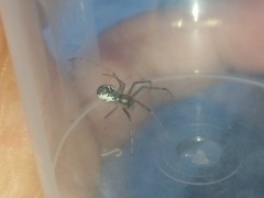 Pityohyphantes phrygianus