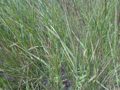 Chorthippus dichrous