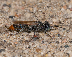 Tachysphex terminatus