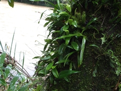 Masdevallia guttulata