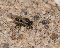 Oxybelus bipunctatus