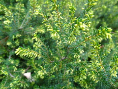 Erica erigena