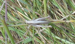 Chorthippus dichrous