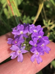 Glandularia bipinnatifida
