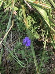 Glandularia bipinnatifida