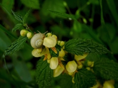 Fruticicola fruticum