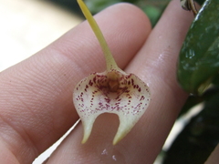 Masdevallia guttulata