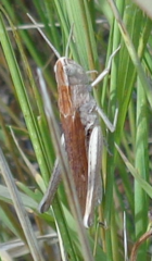 Chorthippus dichrous