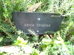 Erica erigena