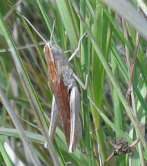 Chorthippus dichrous