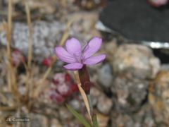 Dianthus langeanus