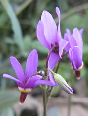 Primula jeffreyi jeffreyi