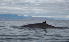 Balaenoptera physalus