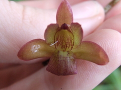 Orleanesia pleurostachys